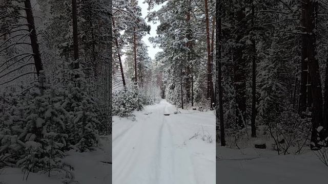 Тузик в зимнем лесу...)))))