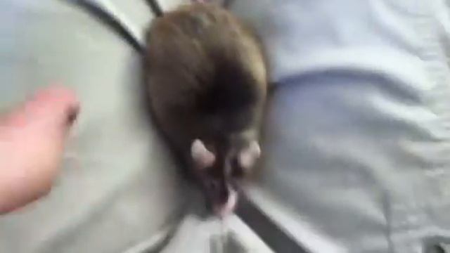 World's fattest mouse