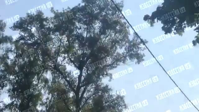 Привязанную к верхушке дерева женщину с арбалетом сняли на видео