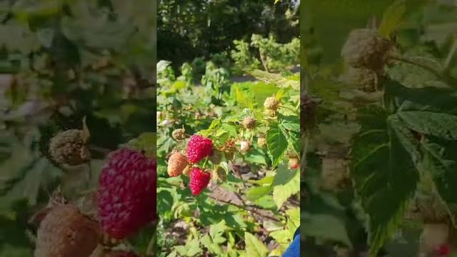 Нижегородец