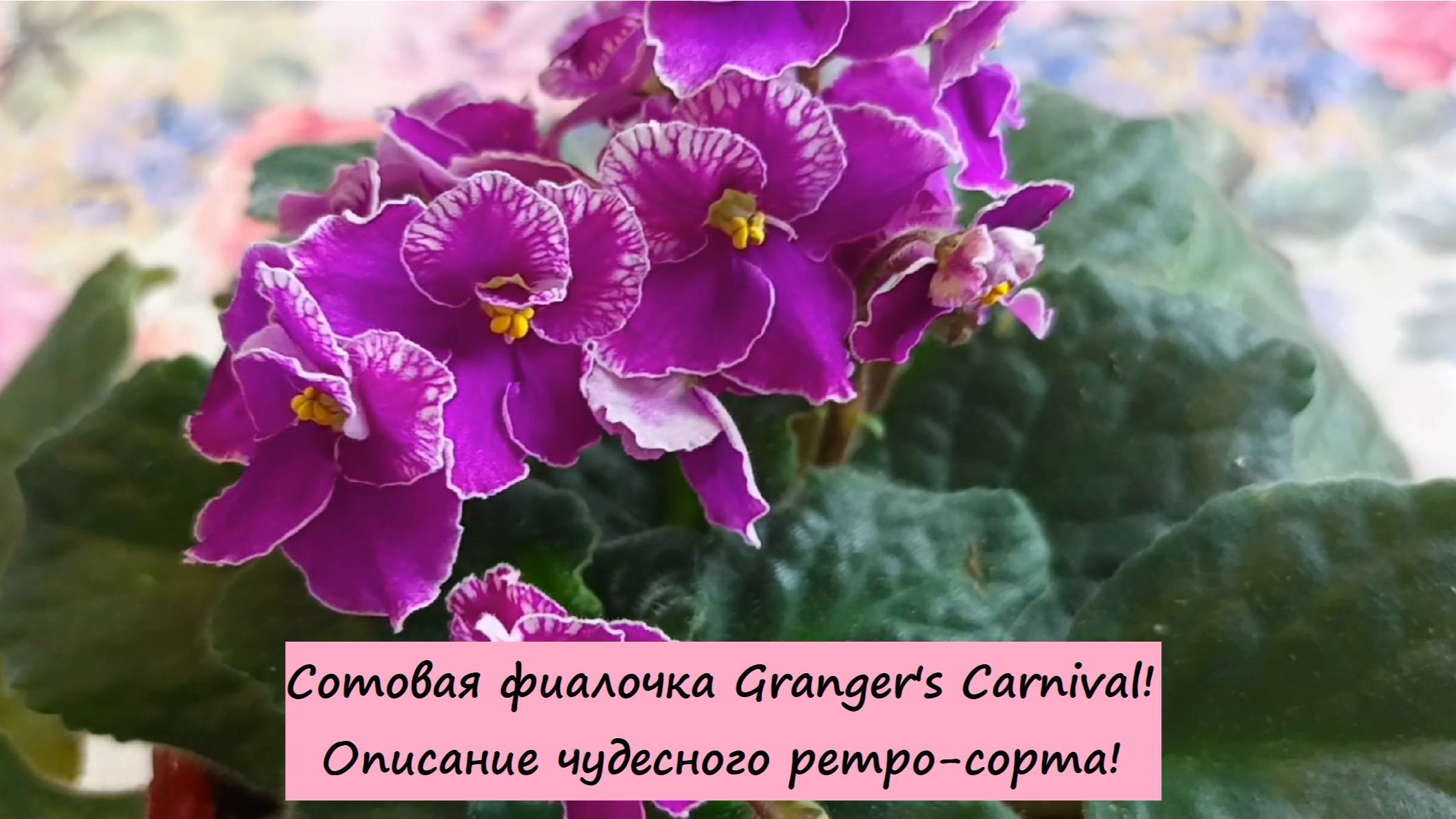 Сотовая фиалочка Granger's Carnival! Описание чудесного ретро-сорта!