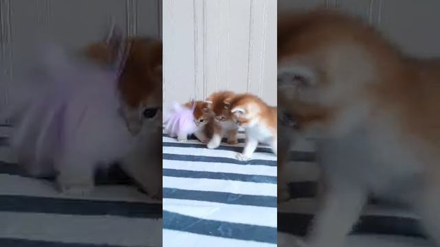 Британские котята