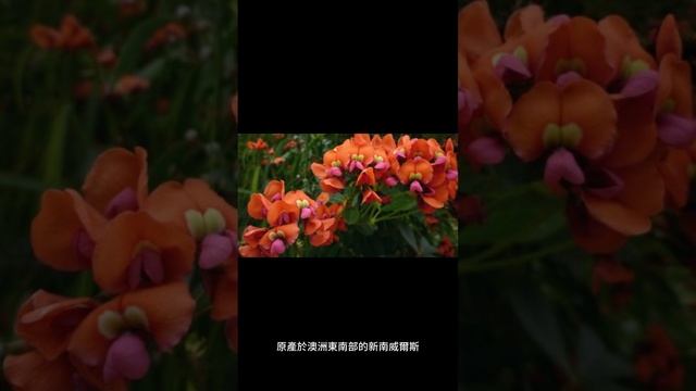 Acacia dilbata 的學名是什麼？ #shorts