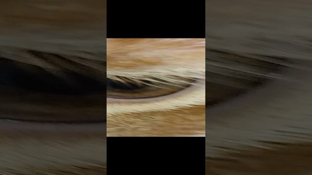 типичный бой кошек