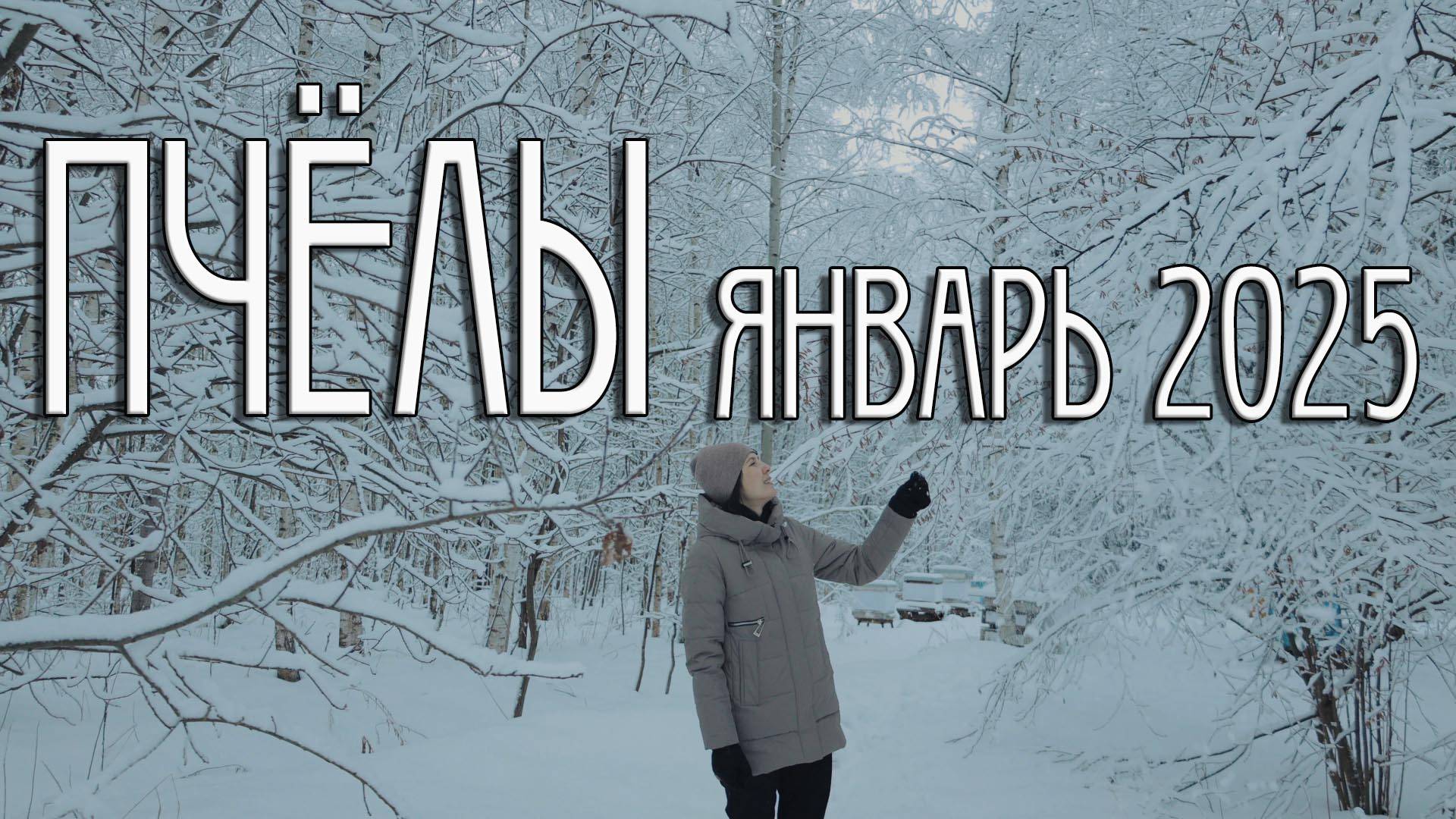 ОБЪЯВИЛИСЬ В ЯНВАРЕ! ЧТО СТАЛО С ПАСЕКОЙ! ГДЕ ПЧЁЛЫ!