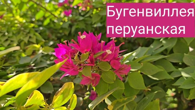 Бугенвиллея. Знакомимся заново