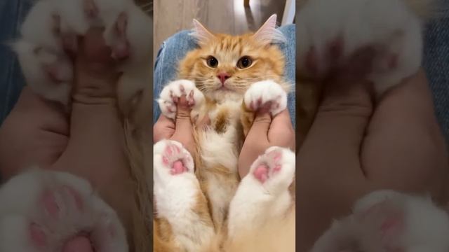 Массаж лапок