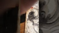 толстый конец за малиной продолжение на моем канале