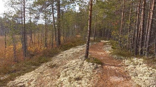 Обед в лесу.