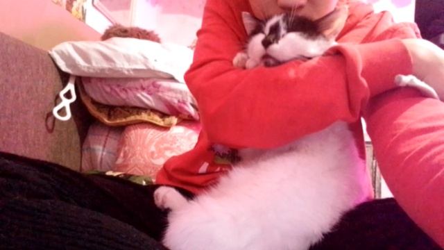 коты