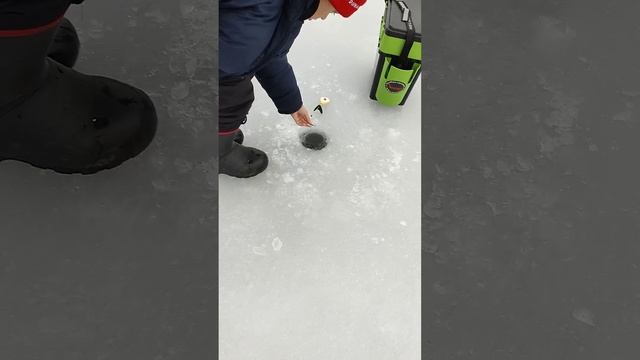 Что это за животное?😲 #рыбалка #fishing #животные #рыбак #существа #top #интересное #зима #лед