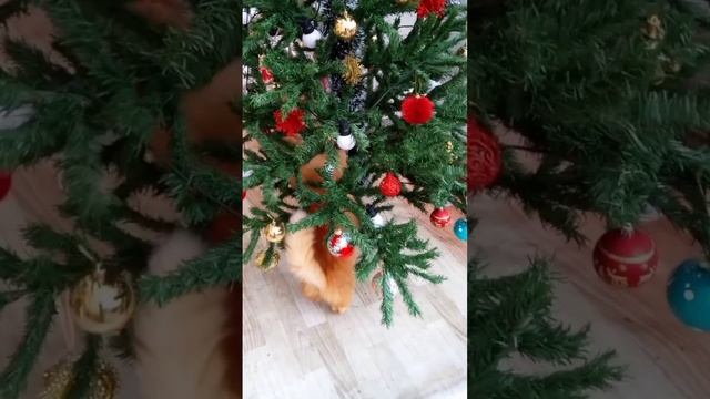 Без кота и жизнь не та
