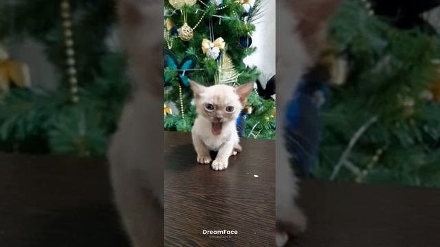 Котенок бурманской породы