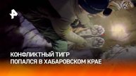 Тигр пойман в Хабаровском крае: он был конфликтным / РЕН Новости