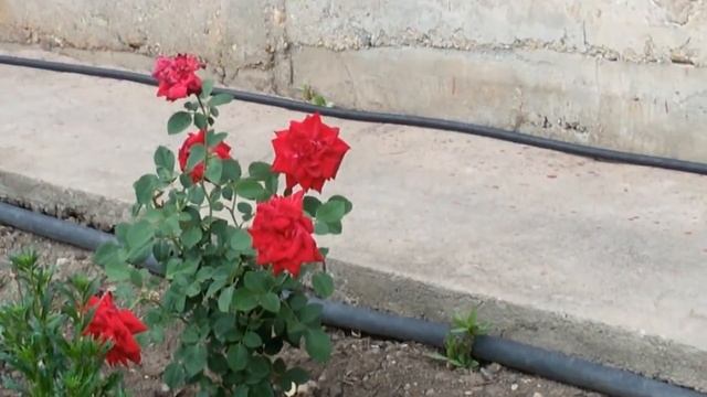 ОБЗОР ОГОРОДА НА 23.07.2018 года. ТОМАТ "АЛТАЙСКИЙ МЁД".