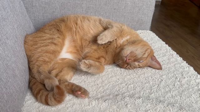 Золотой котик не хочет рабочий день, он хочет на ручки и домой
#всемкота #хвостатыесоседи #ищемдом