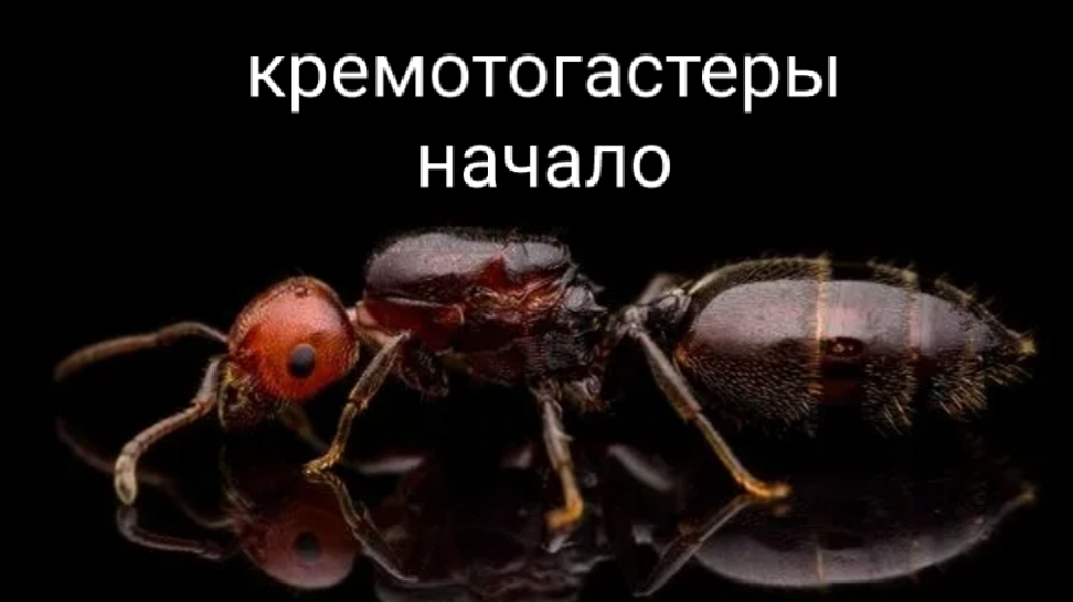 криотогастеры