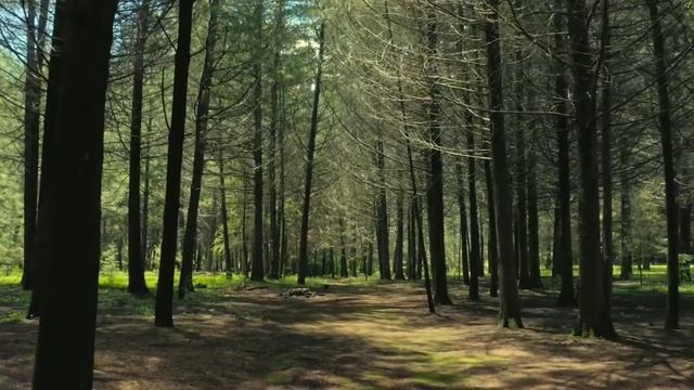 "Эльфийские руны". Песня для души.