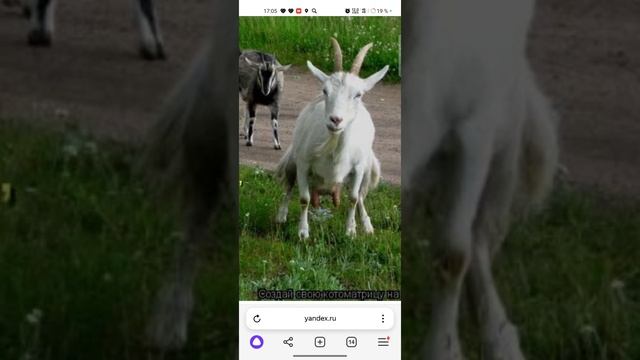 разъест чуспаны
