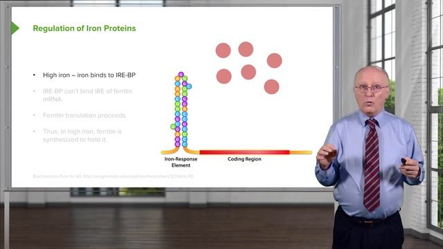 03.05 Regulation of Iron Transport