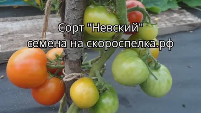 Комнатный томат "Невский" старый Советский сорт его семена у нас на сайте http://скороспелка.рф/