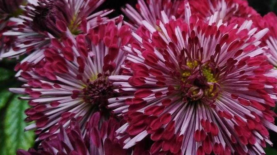 №42 Корейская хризантема ВЕЧЕРНЯЯ ЗОРЬКА