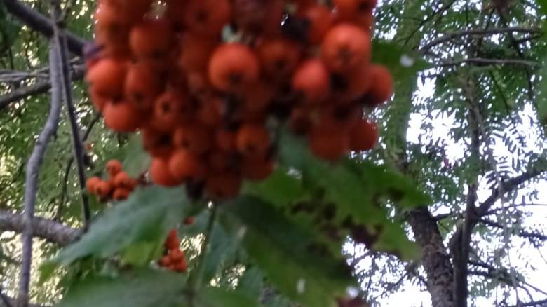 ВЕТОЧКА РЯБИНЫ Живой звук Людмила Кондрашова Запись с концерта 21.12.24 Тверь