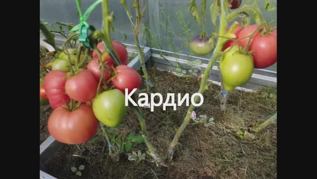 Каталог томатов 2024 год. Часть 12. Проверенные сорта. г. Киров