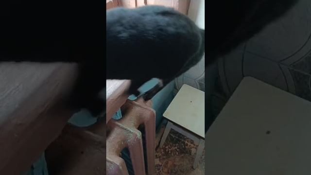 в добрые руки.mp4