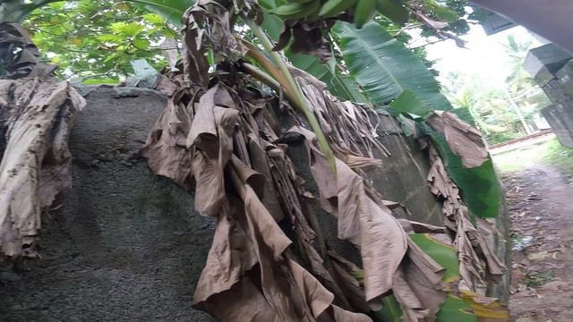 ворую зелёные бананы