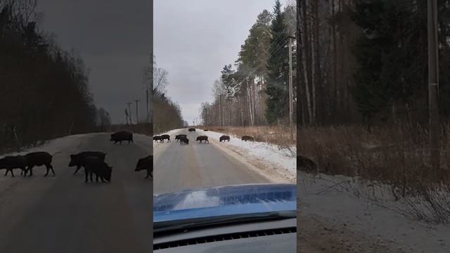 Кабан человеку - пропусти пожалуйста!