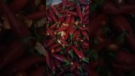 Приготовление корейской закуски.(7)