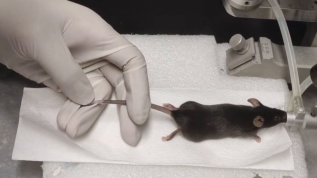 Mice tail vein injection demonstration