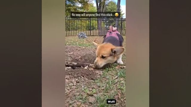 Приколы 2025 с домашними питомцами