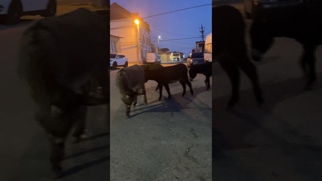 Ослики 🫏 ИА 🤣🤣🤣🤣👍