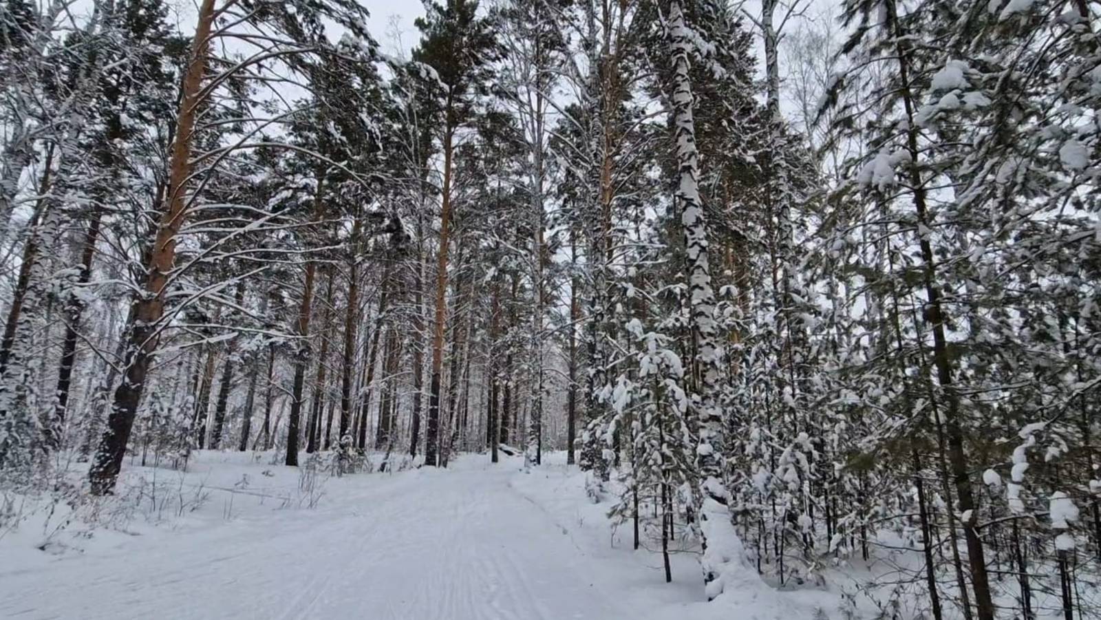 Прогулка в зимнем лесу