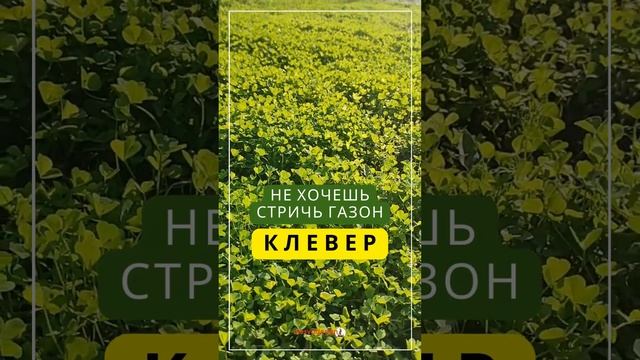 Не хочешь стричь газон. Посей клевер? Согласны? #газон #клевер #какойгазонвыбрать