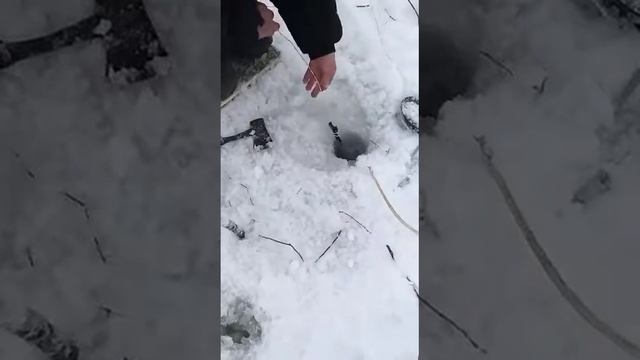 татары рыбачят на морковь