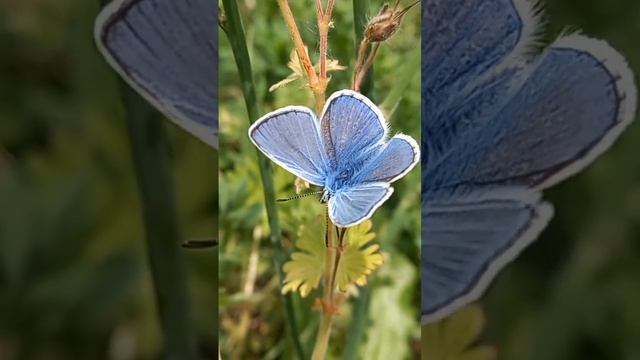 #shortvideo #viralvideo #youtubeshorts #nature #mariposa #butterfly #farfalle #insects #shorts