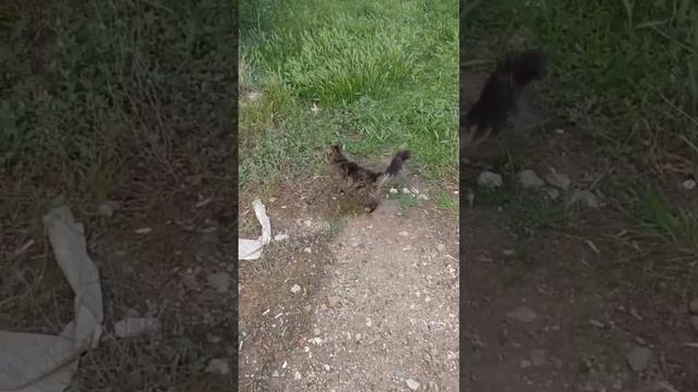 Котик с добычей