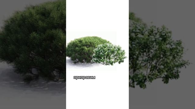 Готовая композиция для сада. Простой миксбордер.mp4