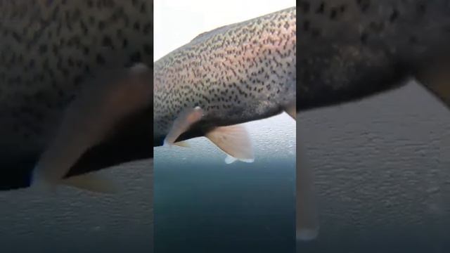 РАДУЖНАЯ ФОРЕЛЬ выпущена в лунку (Видео с рыбой под водой)
