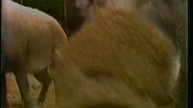 Animal Crack-Ups, with Alan Thicke and cast of Growing Pains [ABC Saturday Morning, August 13, 1988