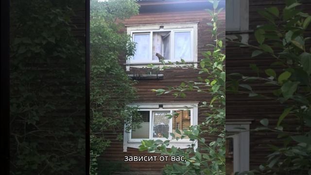 Окна в васту