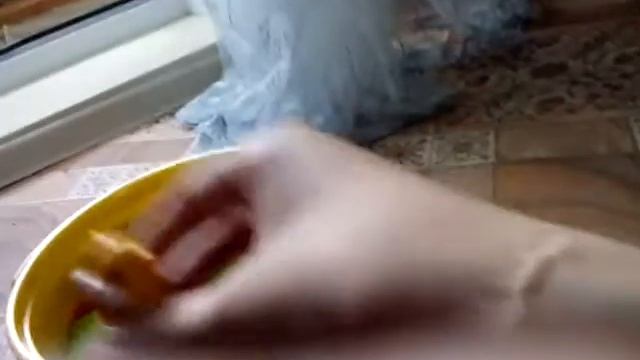 Рыжий Котик с цветами. Сезон 1-ый. Серия 5-ая. День рождения рыжему Котику. 297 секунд.
