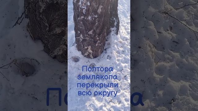 Роем, роем, нарываем