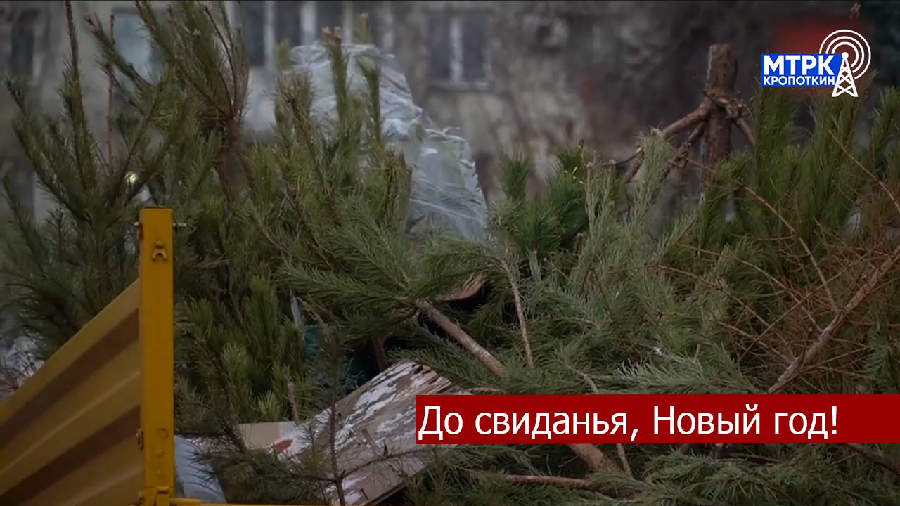 Как правильно попрощаться с елочкой.