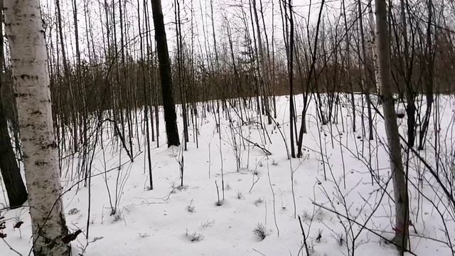 Звуки природы.