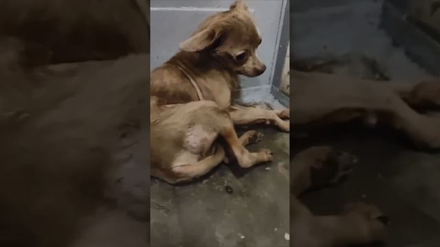 🐶Собачку бросили в поезде Сергиев Посад - Москва🐶