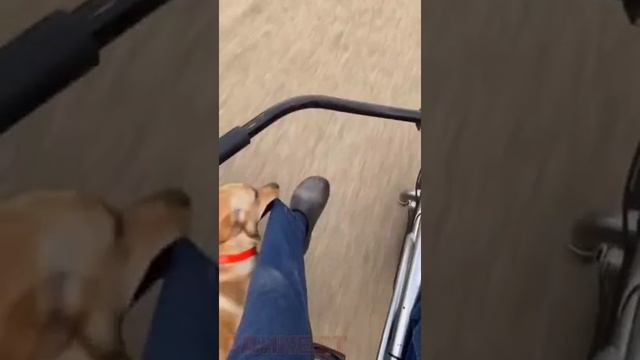 _pyos_obozhaet_katat_svoego_hozyaina_na_velosipede_yapfiles_ru